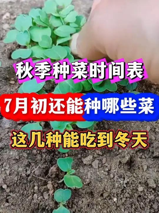 秋季种菜时间表7月份还能种哪些蔬菜