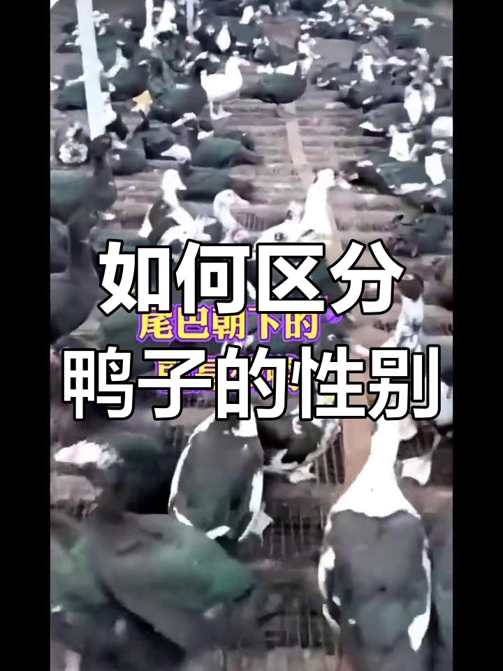 鸭子公母分辨技巧,掌握这些方法轻松辨别