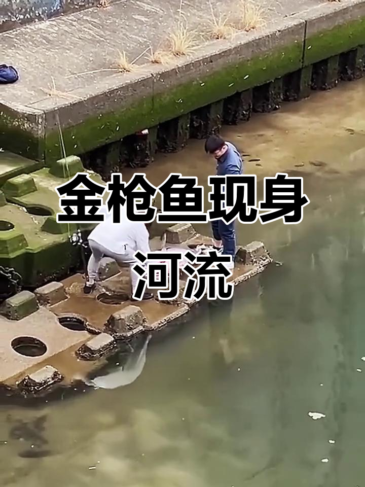 河里竟然有金枪鱼,淡水也能生活?