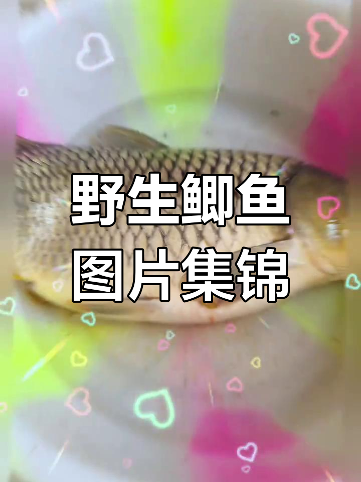 野生鲫鱼真实照片大揭秘，带你领略自然之美