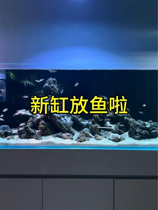 放鱼啦 新缸放鱼啦 鱼缸造景 南美缸 三湖缸造景 卷贝鱼