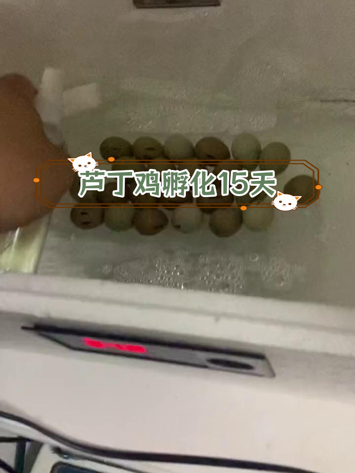 水床孵化第15天,继续喷水不翻蛋