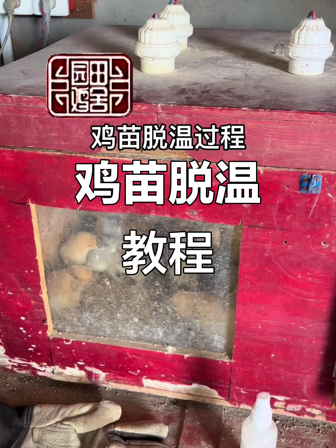 鸡苗脱温全过程:从三十五度到无蚊环境,一步步成长