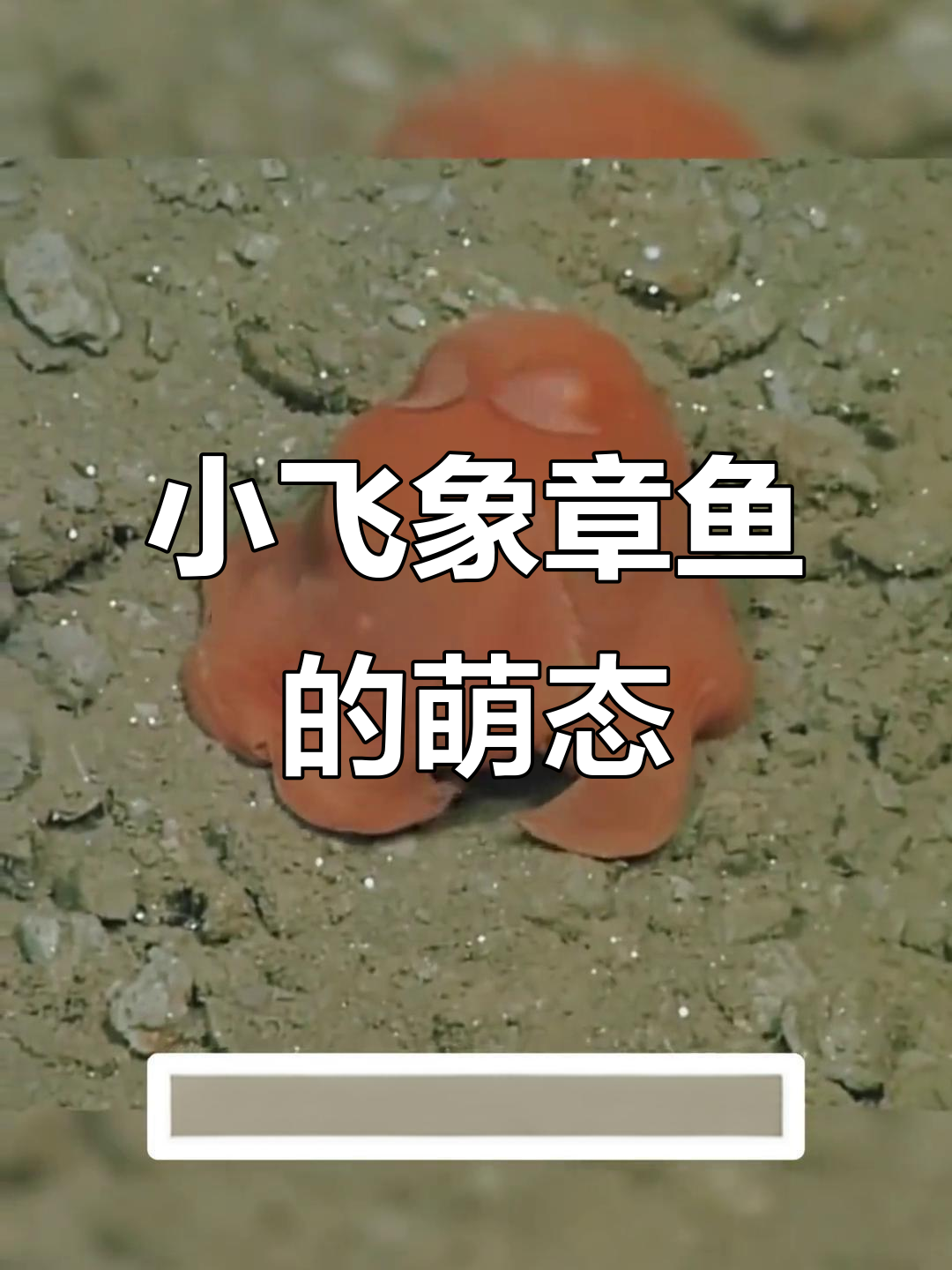 萌到不行！小飞象章鱼，耳朵游泳又遮眼，超可爱！