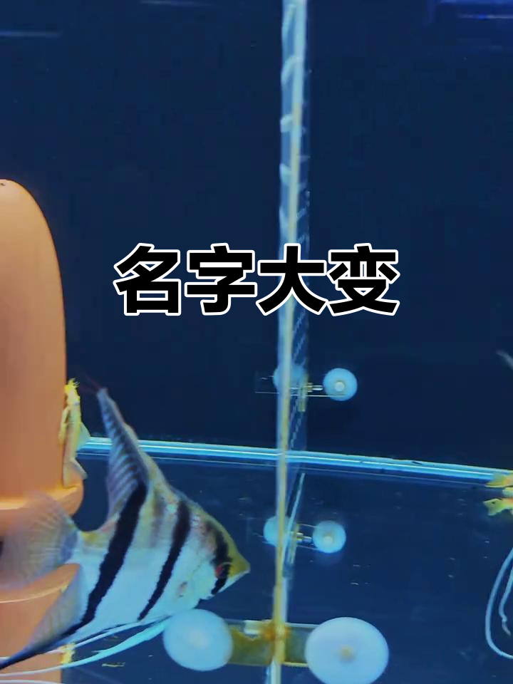 圣伊莎贝尔只是秘鲁的新名字,红背埃及也改名了!
