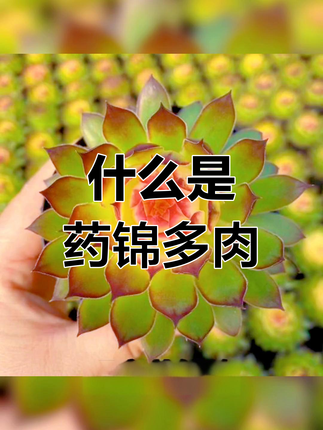 药锦多肉:人工净化的美丽与脆弱