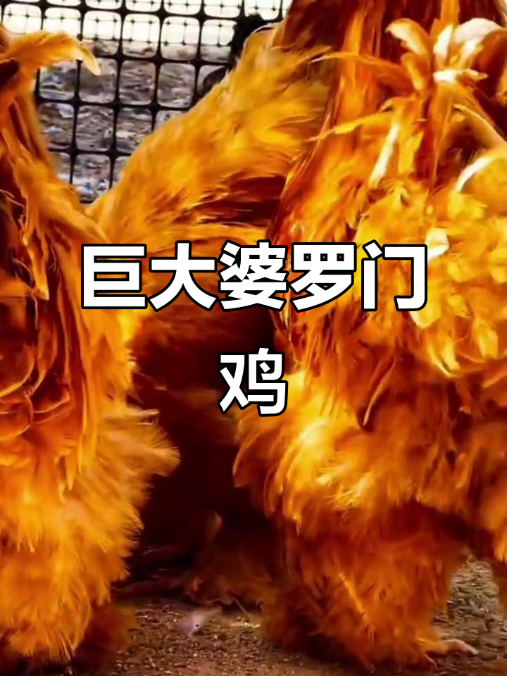 婆罗门鸡:公鸡中的“巨无霸”,能长到1.2米高