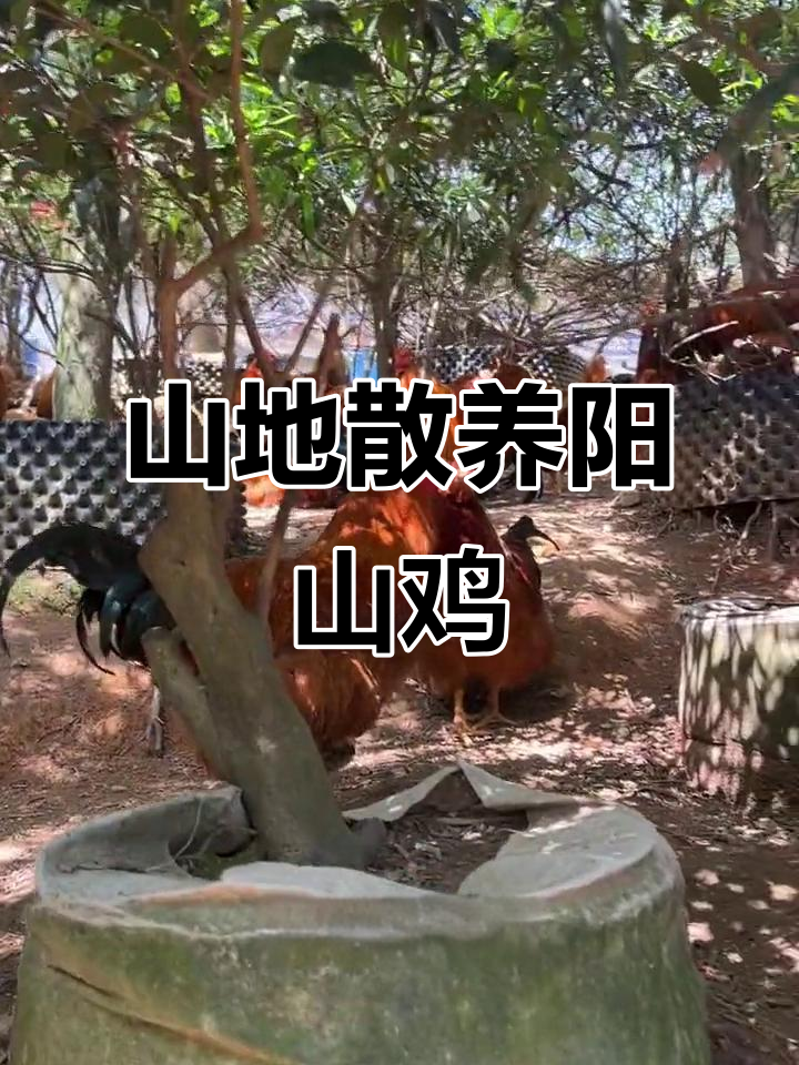 正宗山林散养阳山鸡,肉质鲜美无比,欢迎品尝