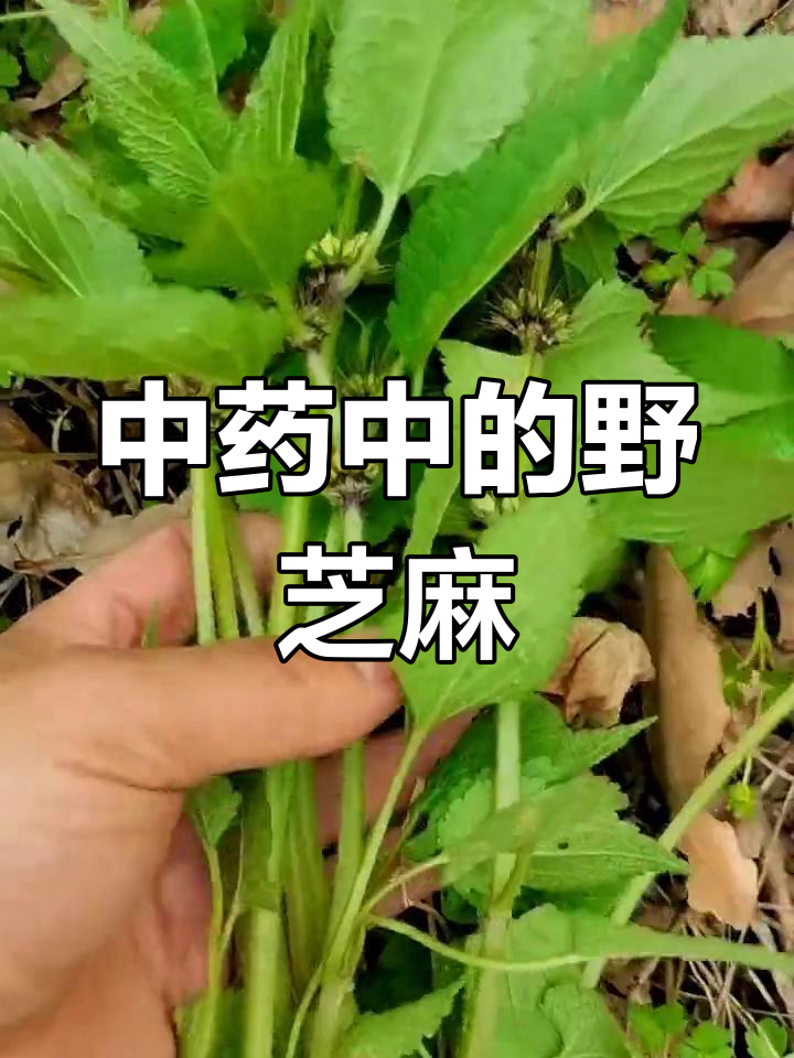 野芝麻:中药材与草本植物