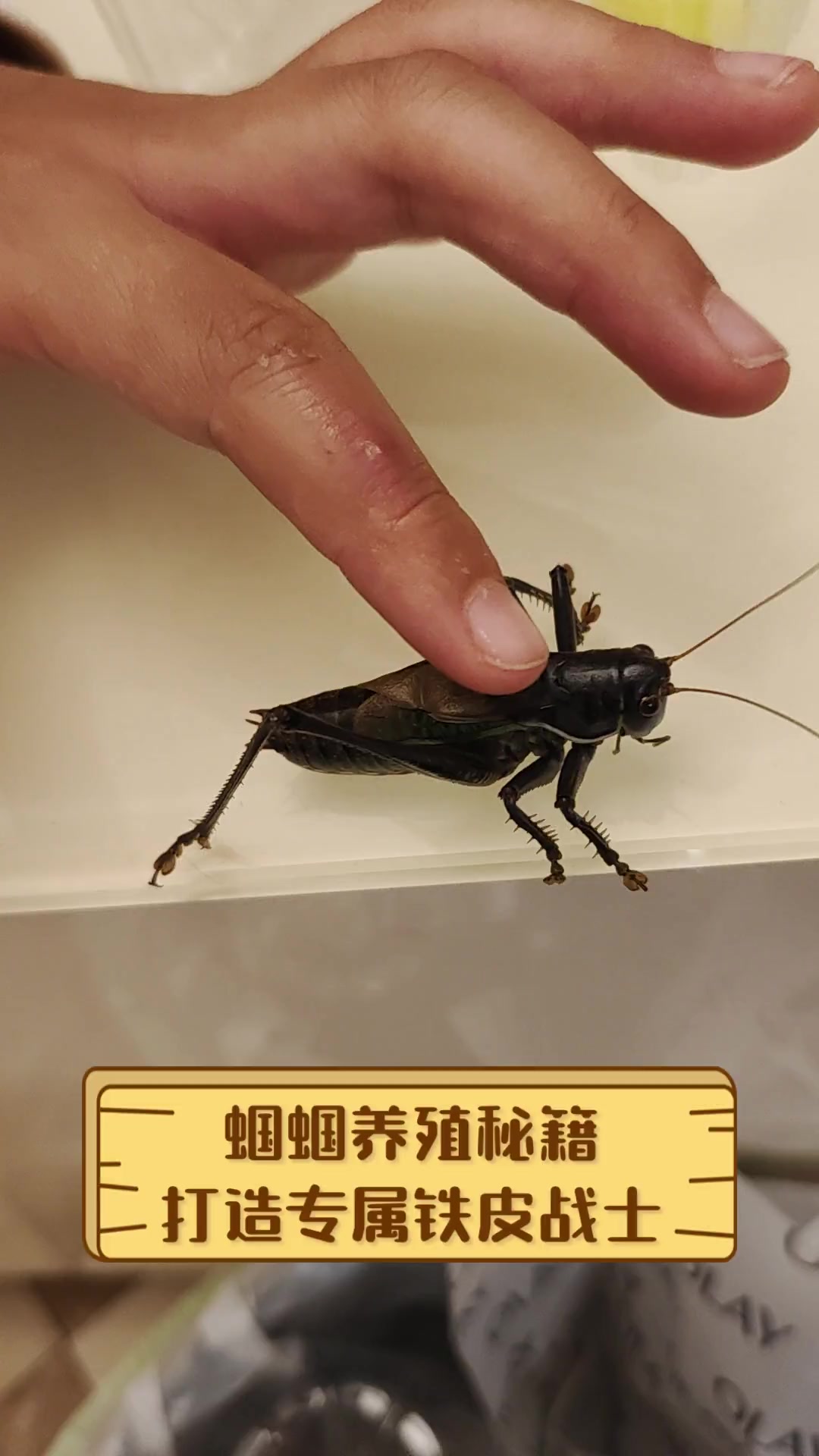 蝈蝈养殖秘籍,打造专属铁皮战士