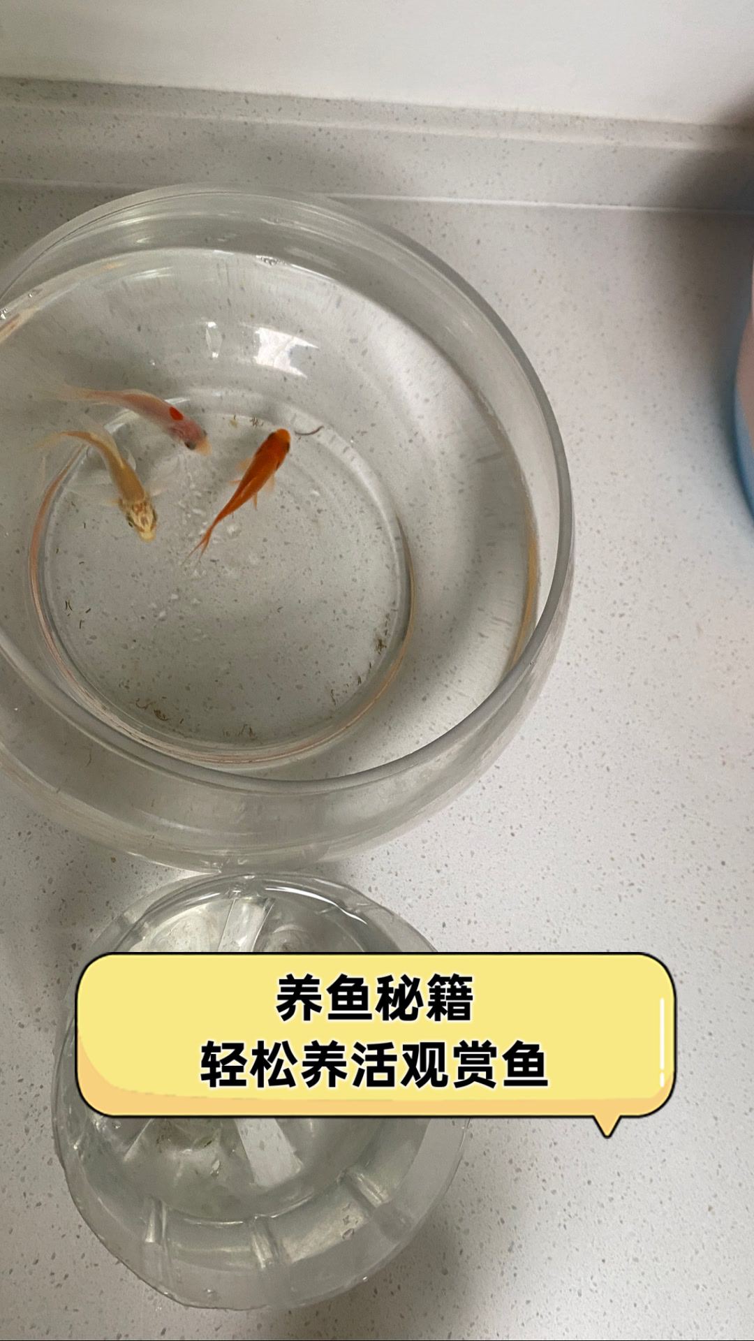 养鱼秘籍，轻松养活观赏鱼