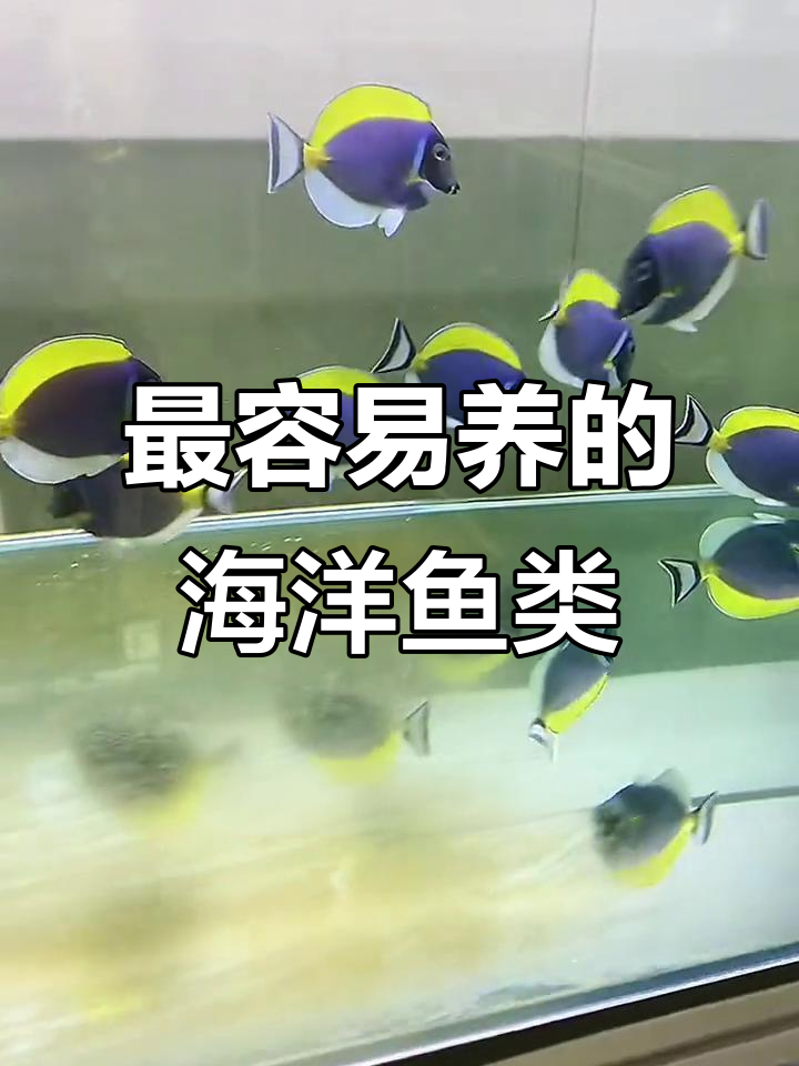 海水鱼养殖经验分享:小丑鱼与钓类最易养