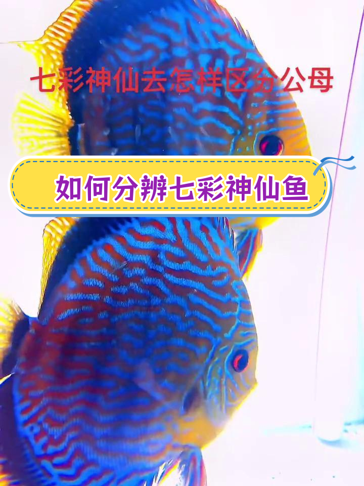 七彩神仙鱼公母辨别技巧,四大特征全解析