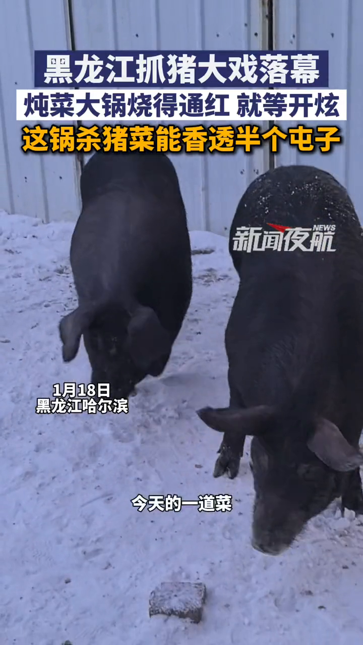黑龙江抓猪大戏落幕,炖菜大锅烧得通红 就等开炫