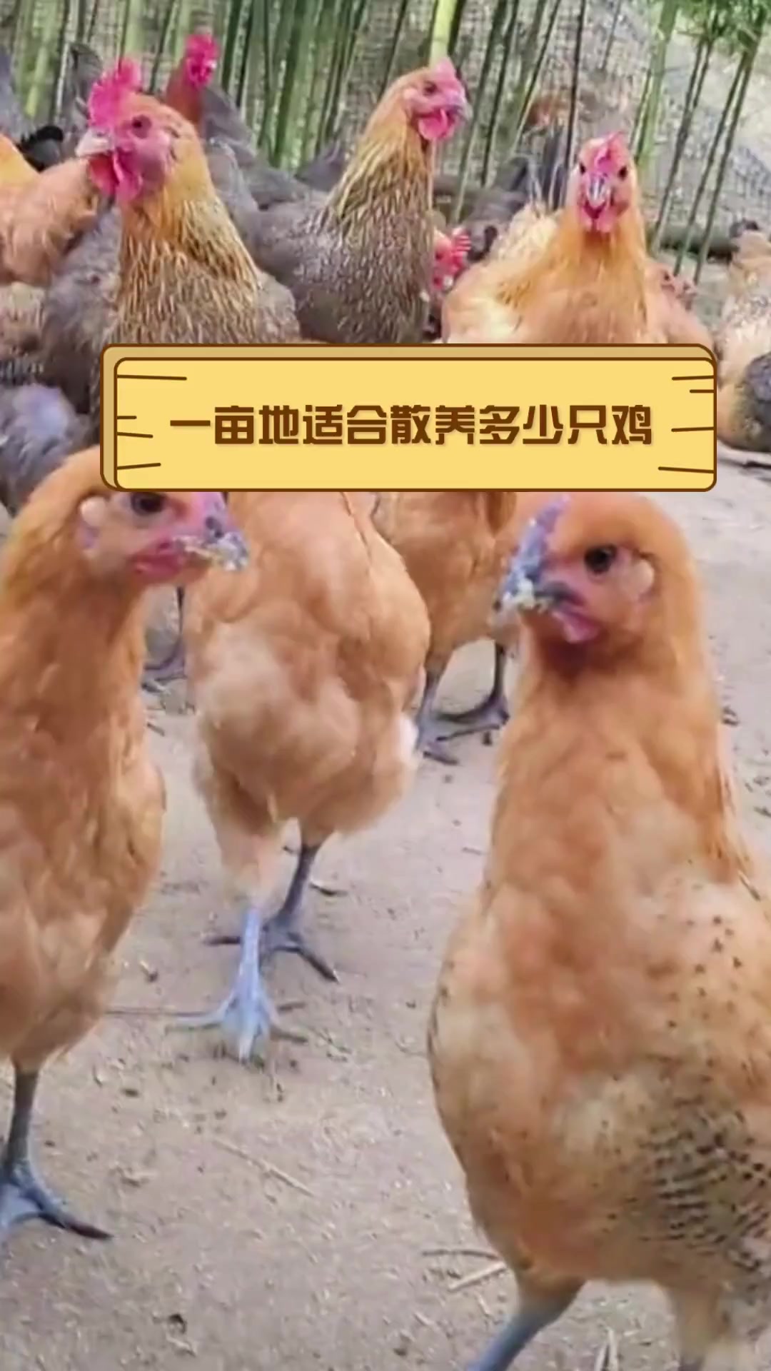 一亩地适合散养多少只鸡