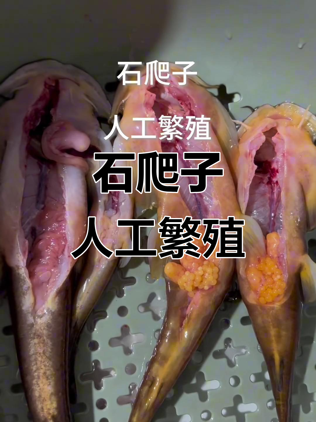 人工保种扩繁石爬子,助力濒危物种复苏