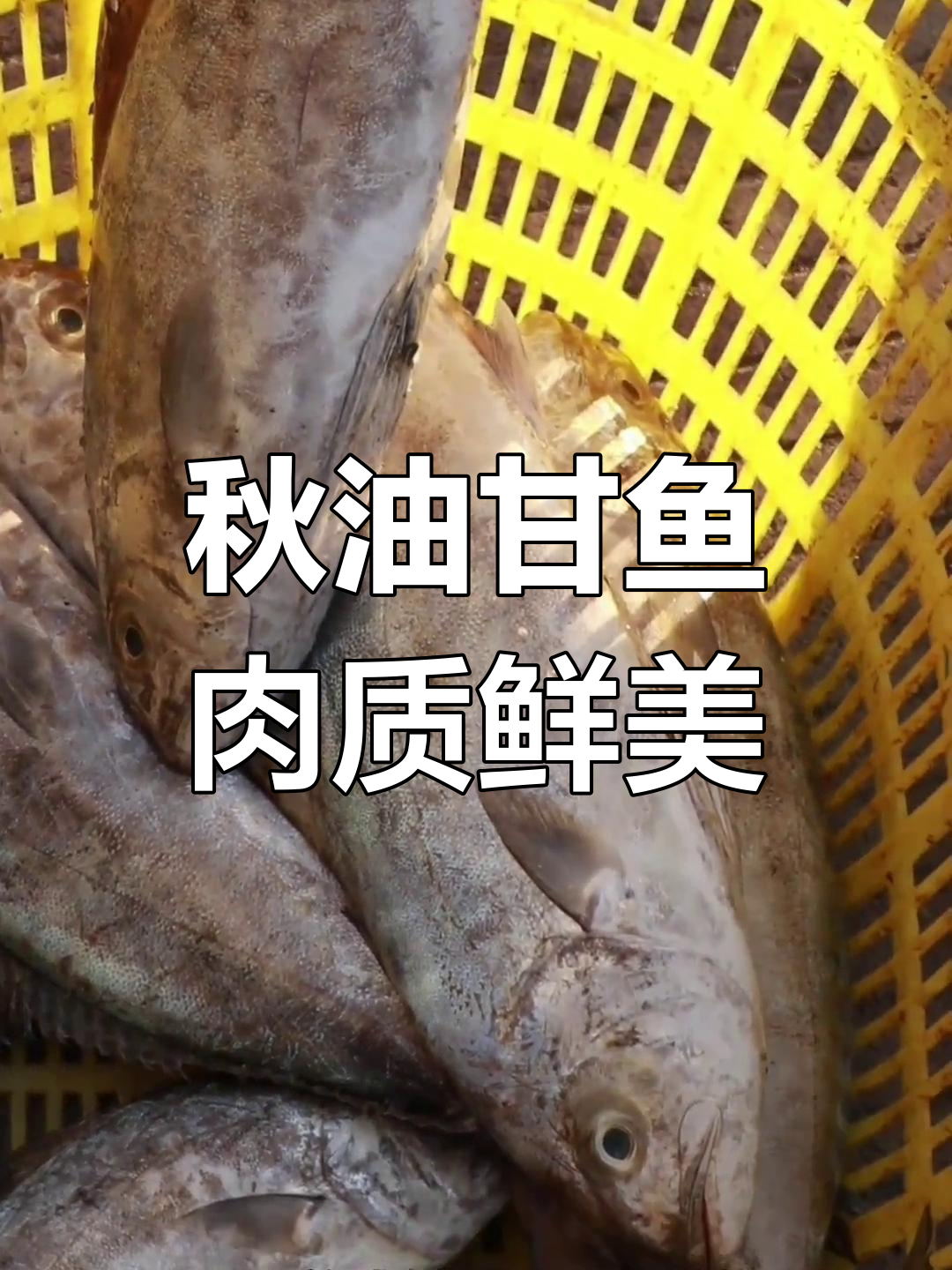 油甘鱼秋季油脂丰富,肉质细嫩适合煎炸