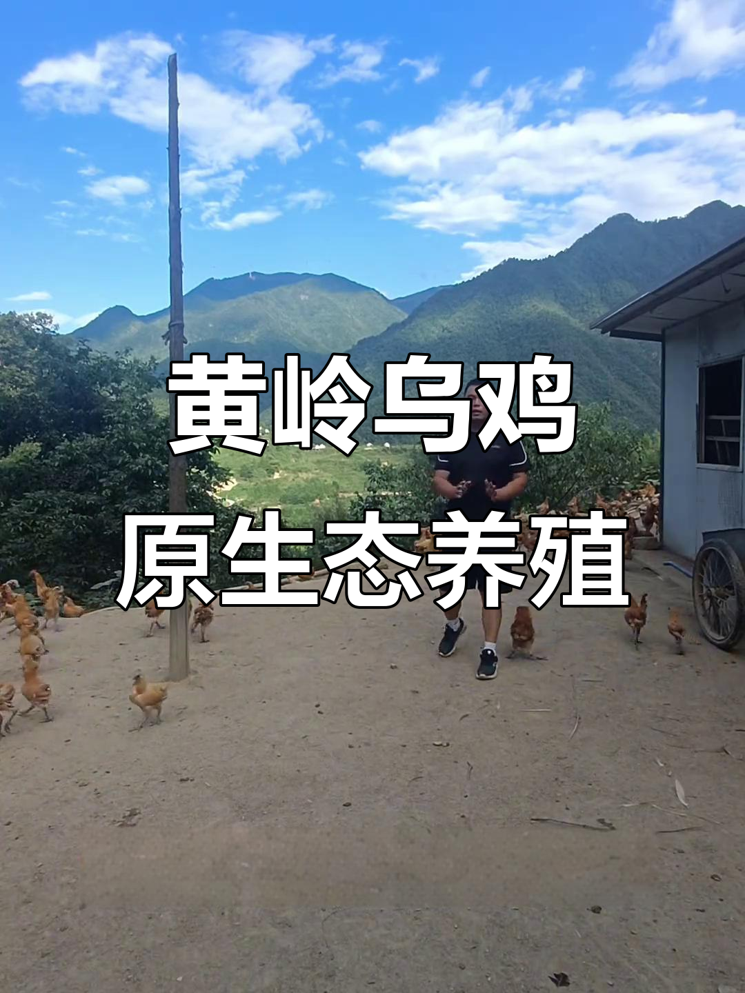 探秘黄岭乌鸡养殖场,原生态高山放养的美味宝贝