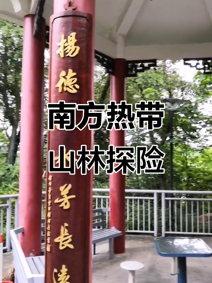 走进南方热带森林,芒果树与野生豆角相伴