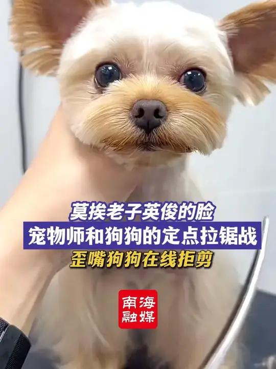 当宠物师拿起剪刀,狗狗秒变“歪头歪嘴”表情包(编辑:小年轻)