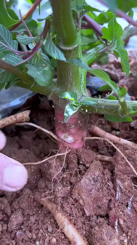 家乡野苋菜科普,带你解锁生活小技巧!