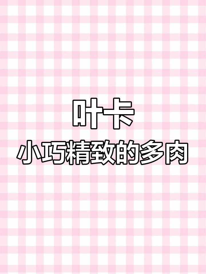 叶卡与吉娃娃的美丽对比,景天科多肉植物魅力揭秘