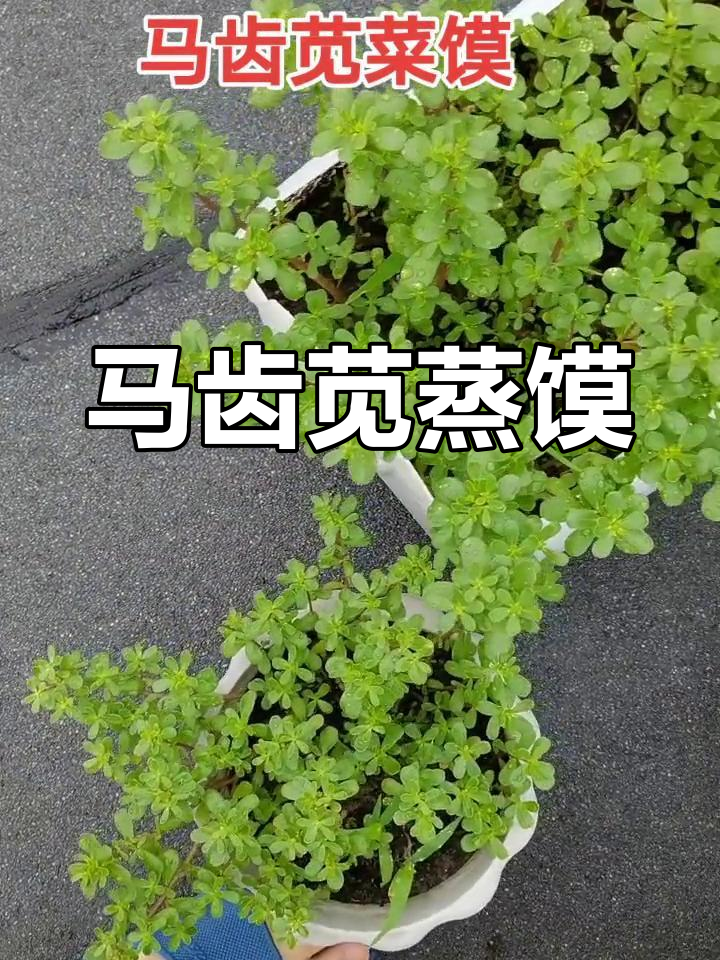 绿色马齿苋菜馍的做法