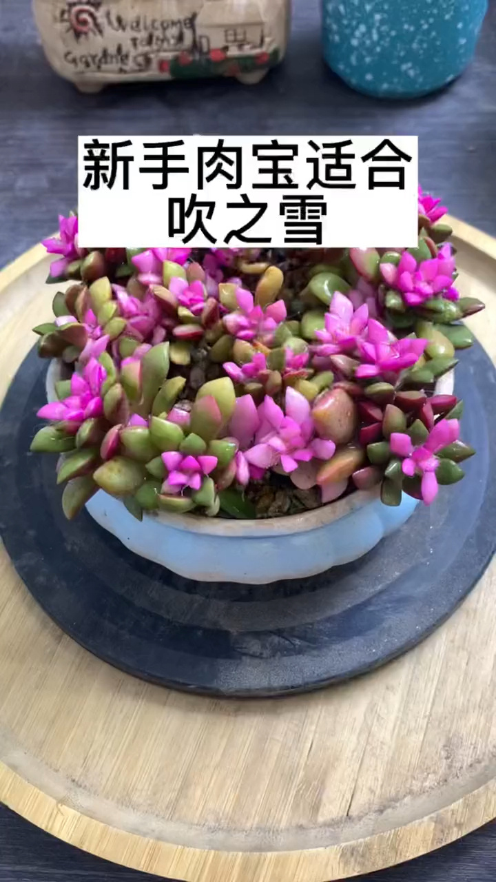 吹雪之松锦养殖教程来啦!