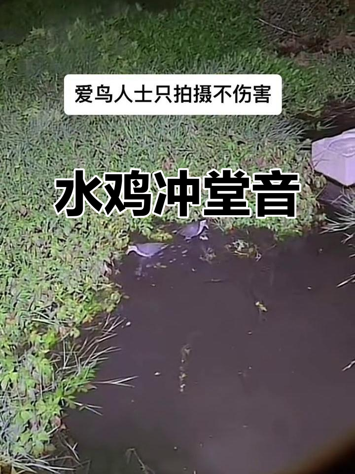 白面水鸡鸣叫,声音清脆悦耳