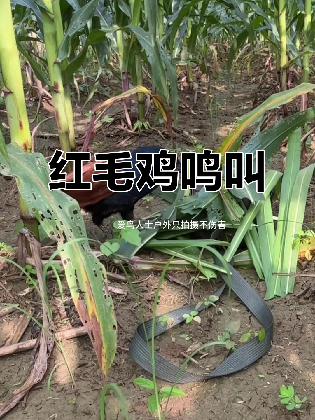 红毛鸡叫声大合奏，哒哒声不停