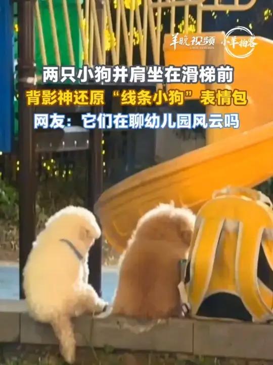 两只小狗并肩坐在滑梯前,背影神还原“线条小狗”表情包 网友:它们在聊幼儿园风云吗?#小狗 