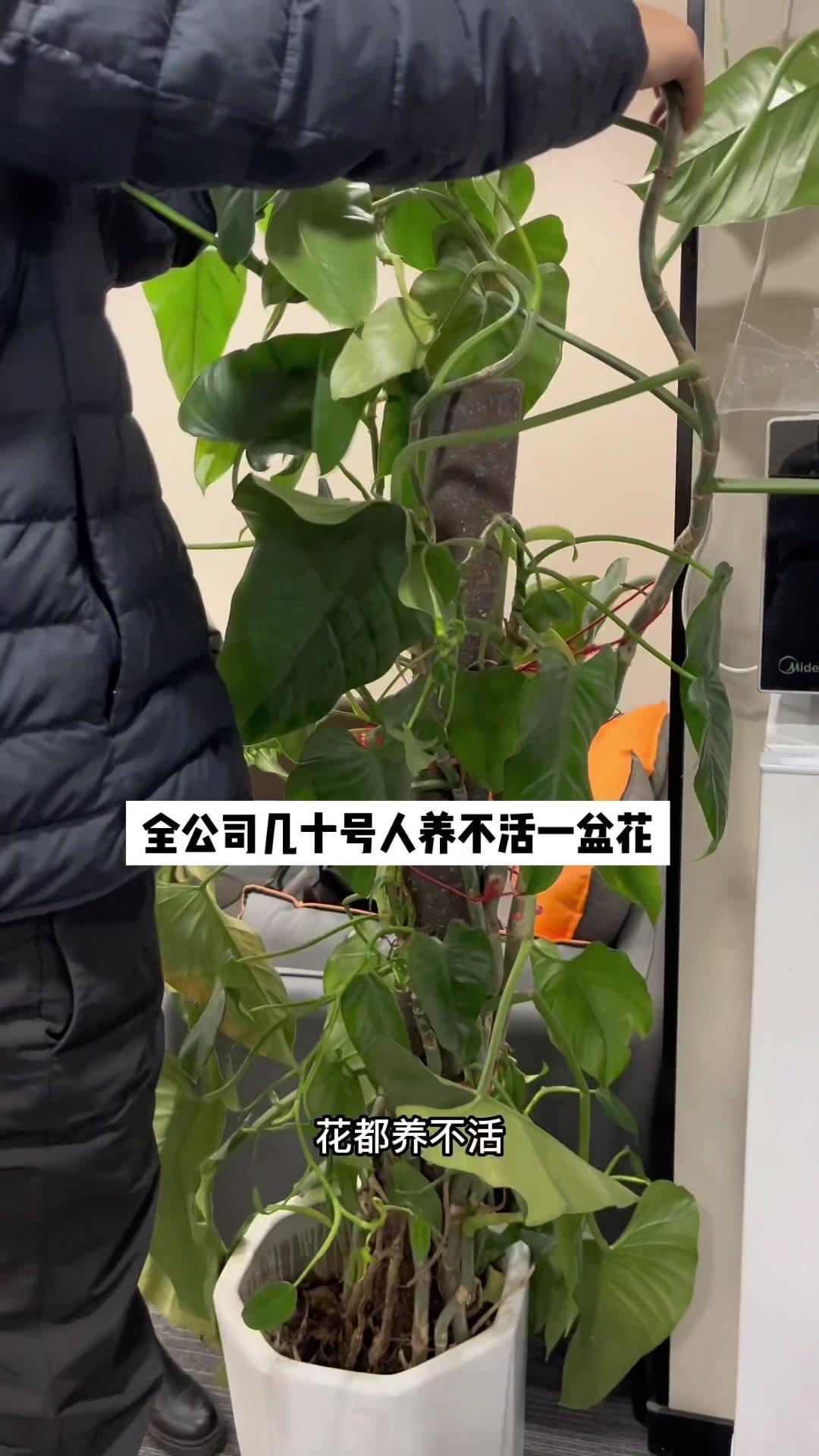 一年买一批花,这盆是唯一一盆还活着,伴随着我两年西安创业生活活下来的花。回北京一个月,回来
