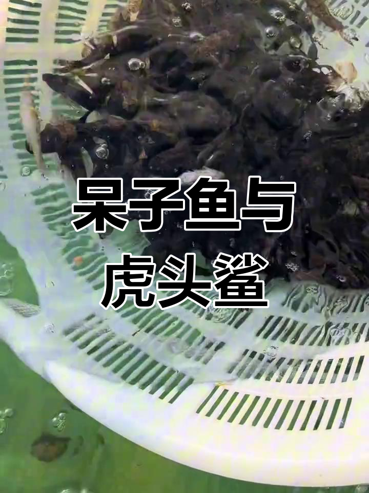 虎头鲨:淡水中的“劳斯莱斯”,肉质鲜美,养殖前景广阔