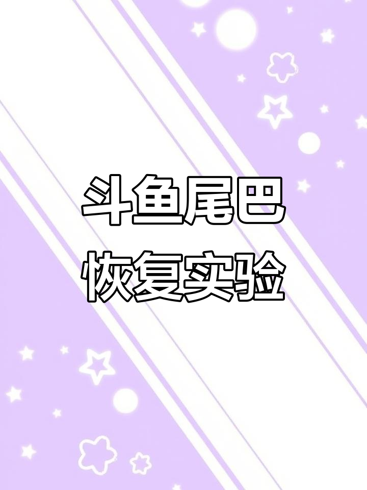 尝试剪尾,看看斗鱼尾巴能否快速恢复