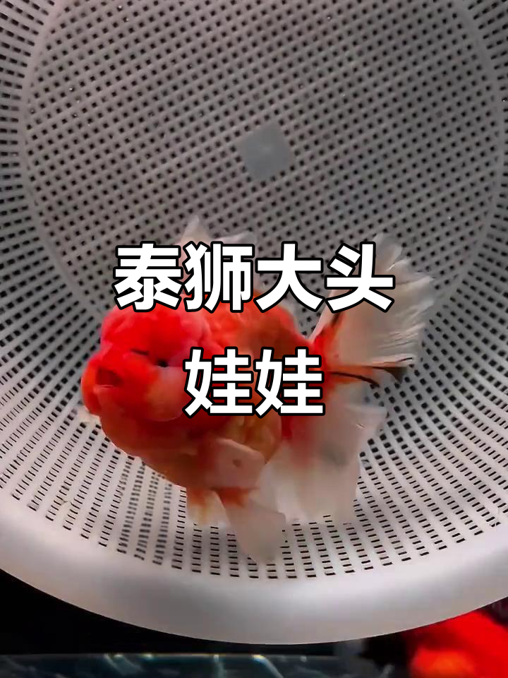 大头娃娃萌态百出,超可爱观赏鱼展示