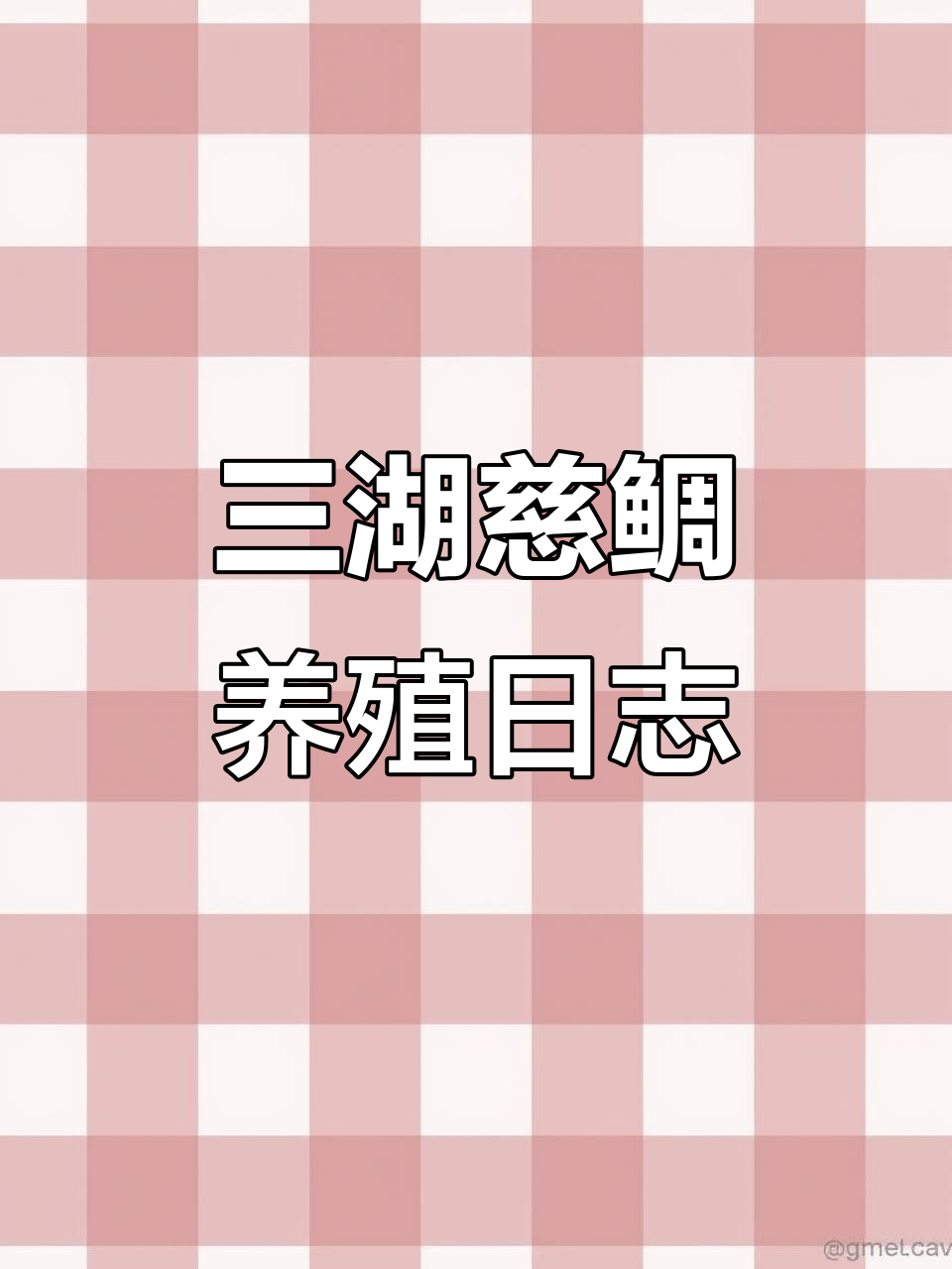 黄金虎三湖慈鲷的美丽与养护技巧