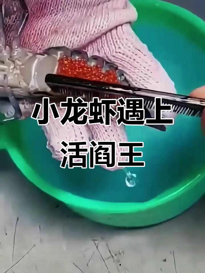 小龙虾产卵遇“活阎王”,寄生虫清理笑翻全场