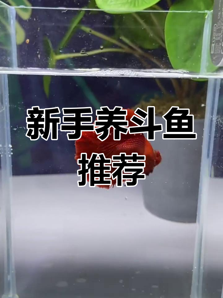 泰国斗鱼品种选择指南:适合初学者的马尾与将军