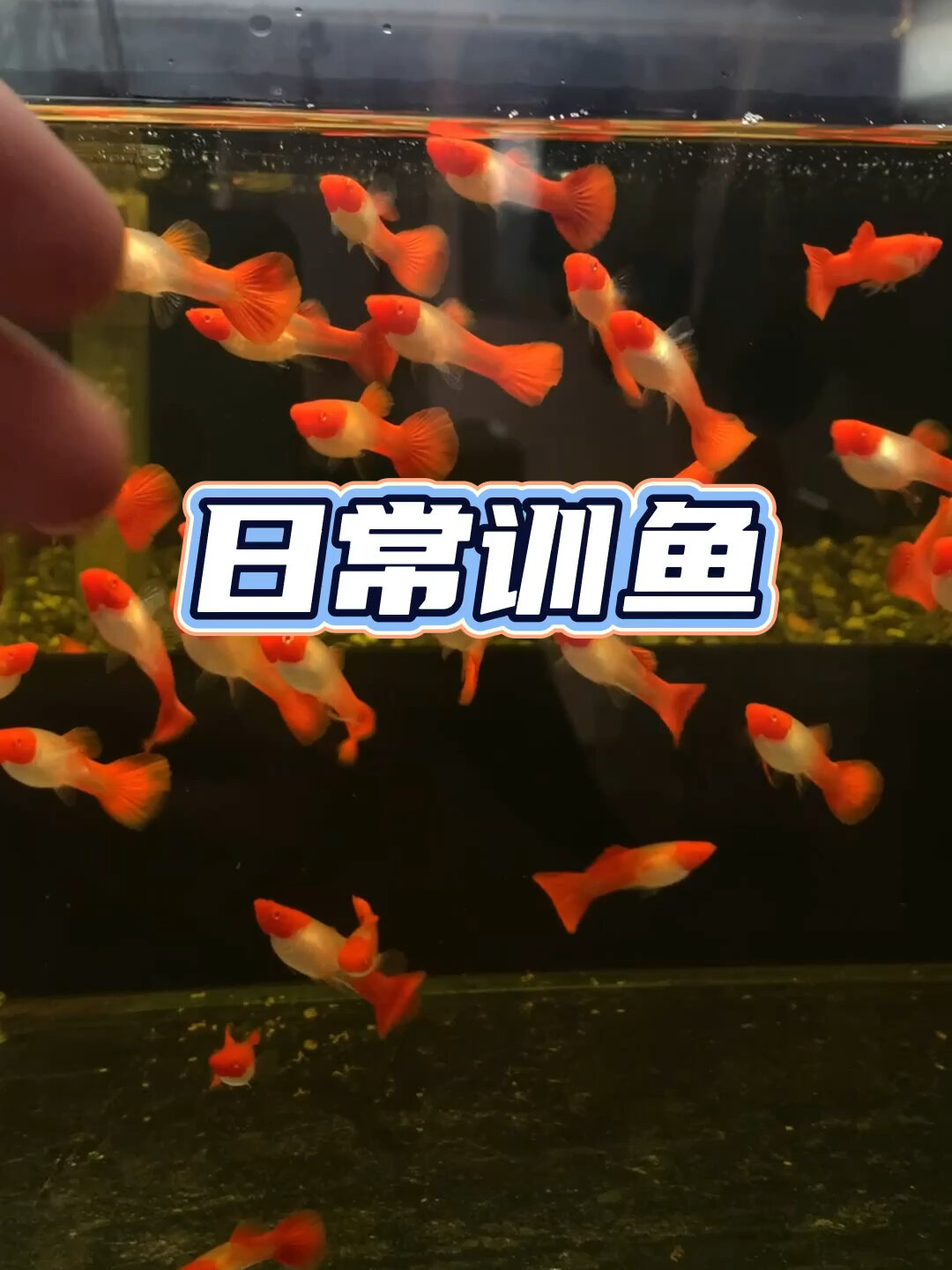日常训鱼～鸿运当头孔雀鱼