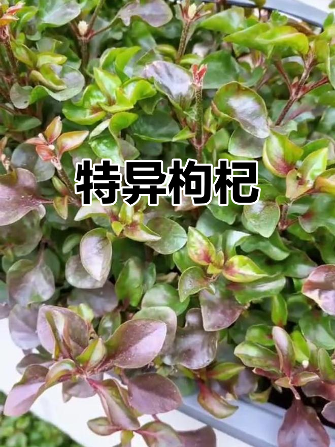 台湾枸杞菜,独特口感与香气,剪枝扦插轻松成活