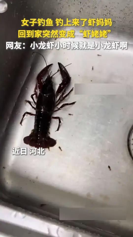 小龙虾小时候就是小龙虾啊