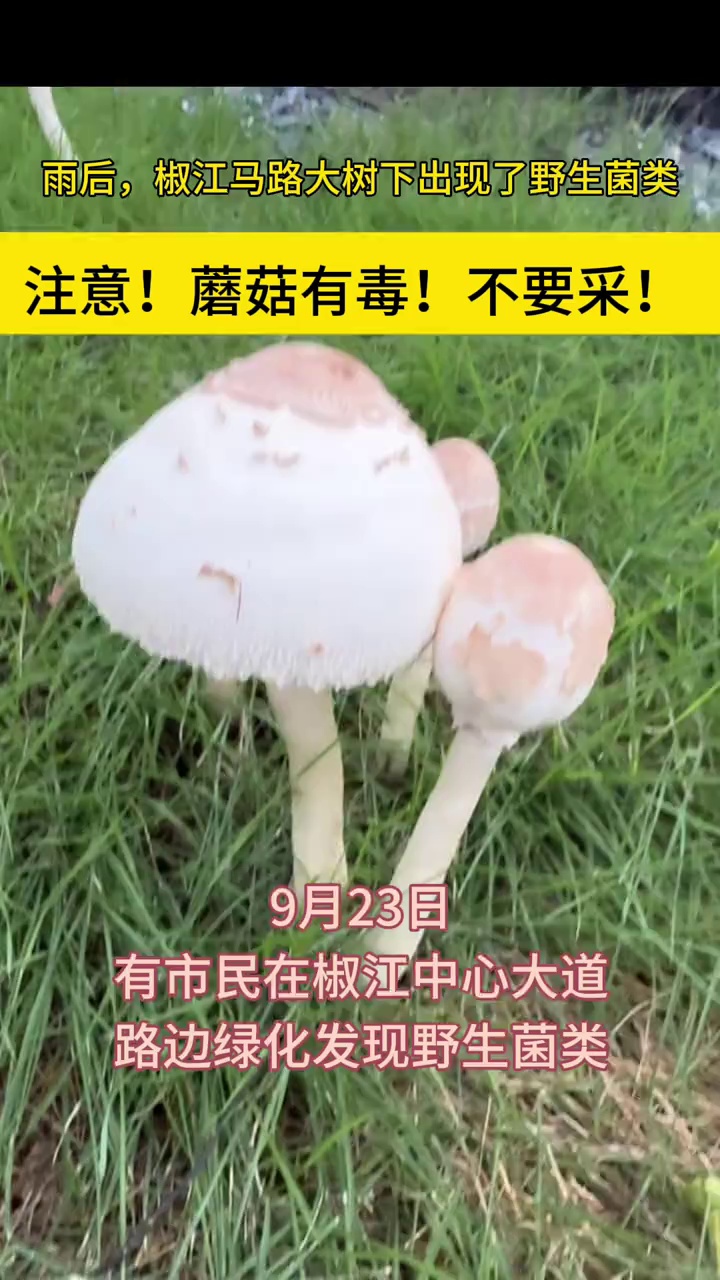 市民发现路边绿化出现野生菌类,专家:是毒蘑菇,不要采!