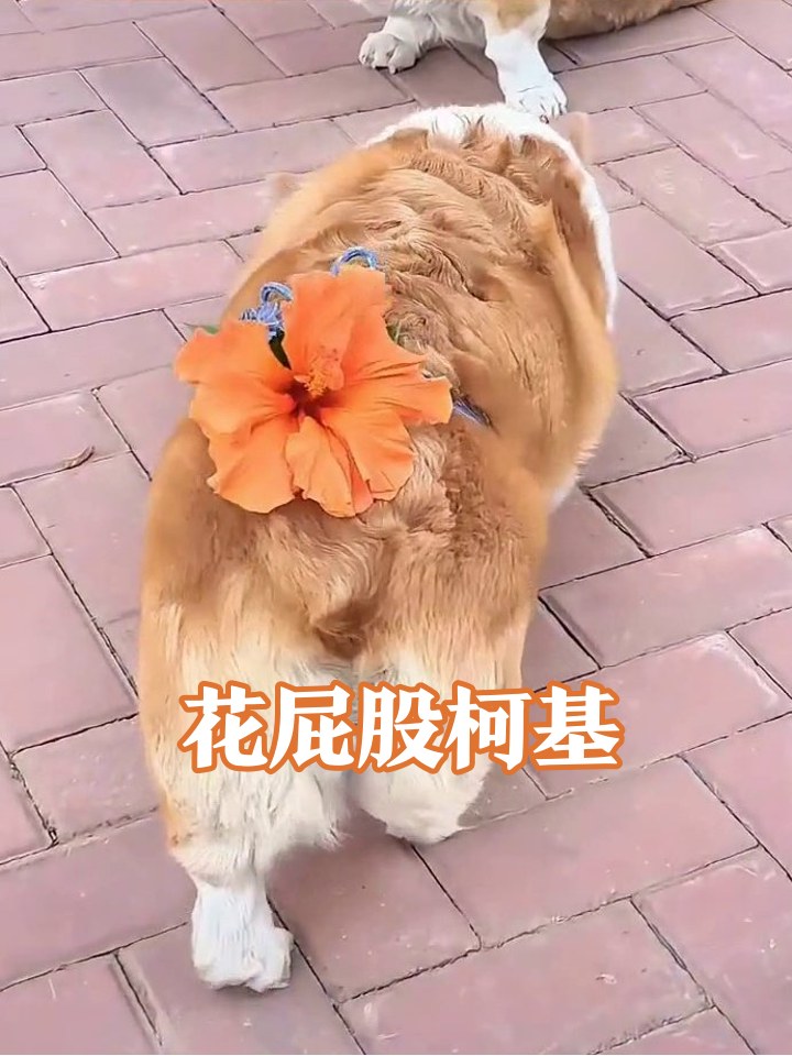柯基硬凹度假风,屁股绑大花走路扭成表情包