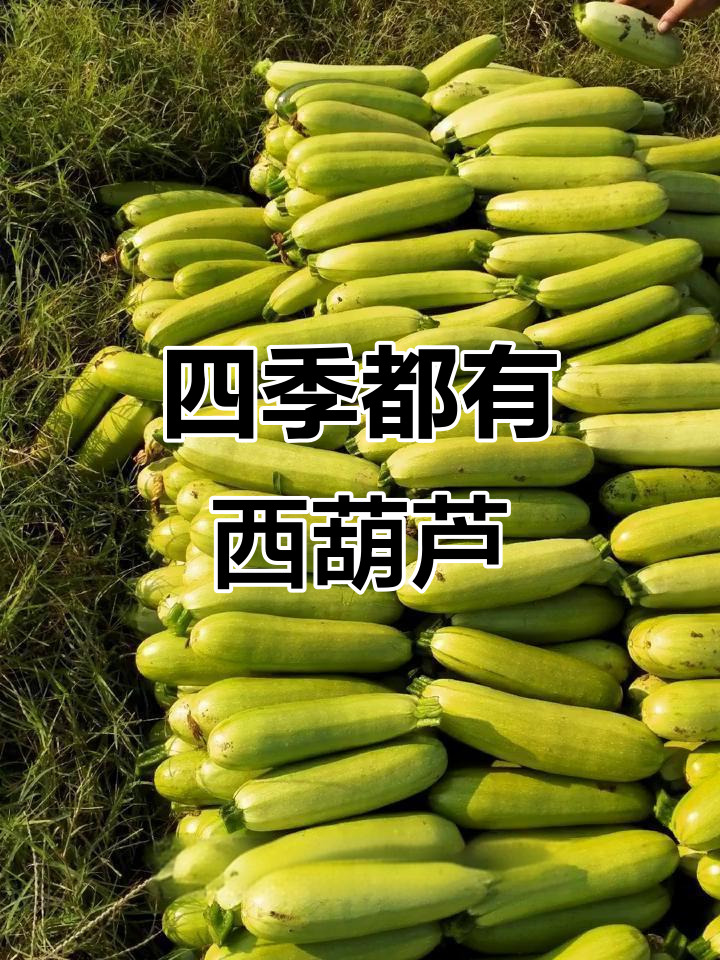 西葫芦是夏季蔬菜,但一年四季都能吃
