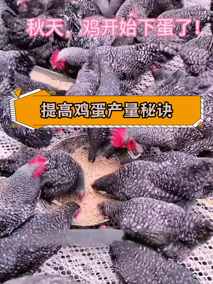 秋季养鸡技巧:如何提高产蛋率