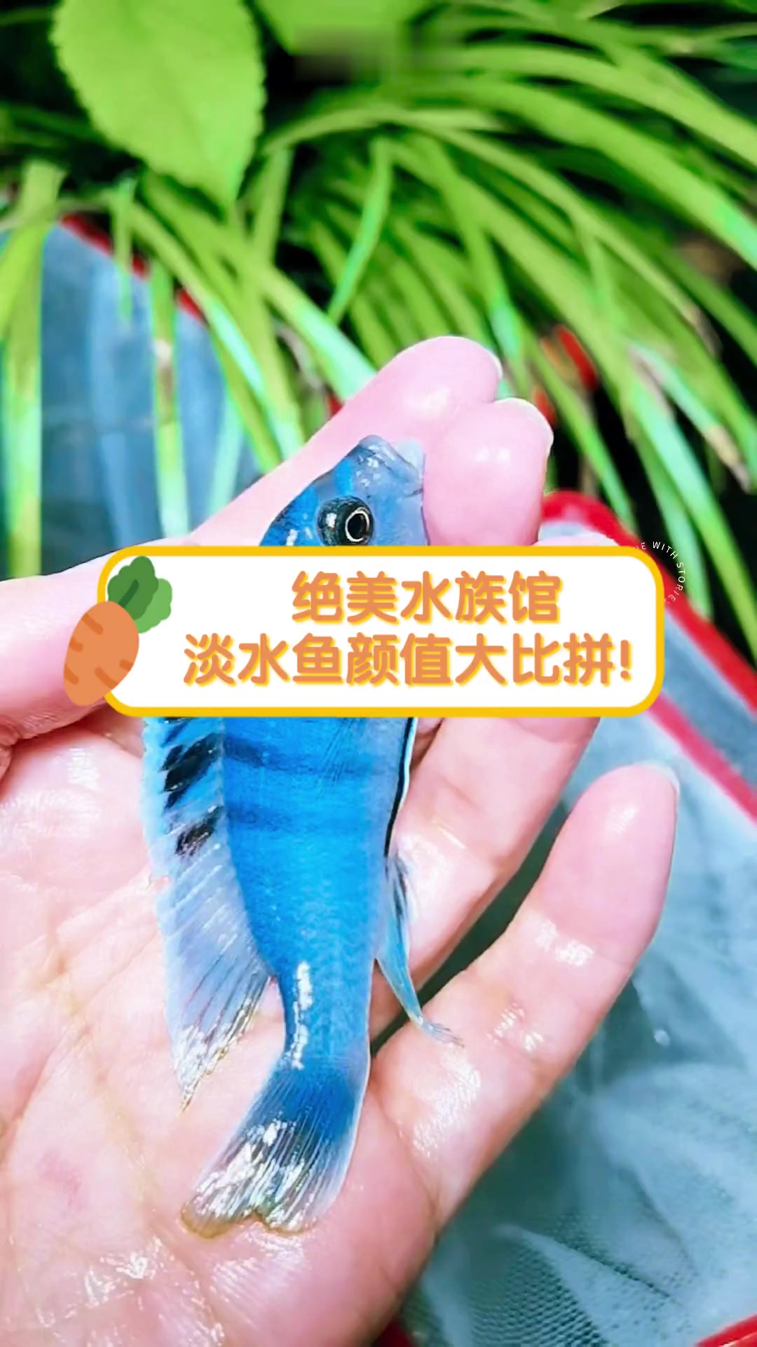 绝美水族馆,淡水鱼颜值大比拼!