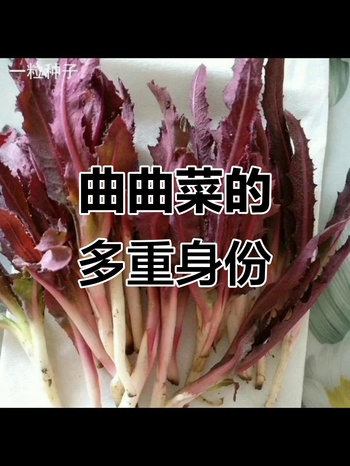 曲曲菜,别名繁多,野苦荬菜的多种称呼