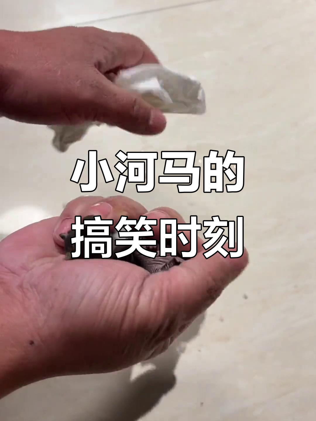 迷你小河马迷惑行为大赏,沙雕操作笑翻全场