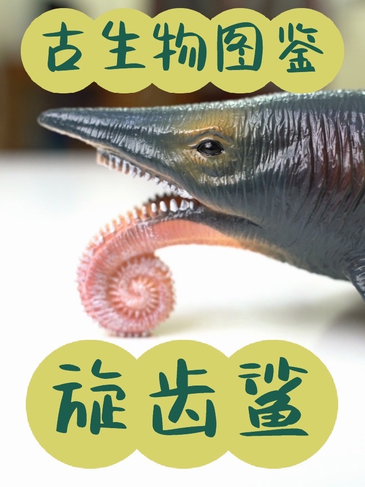 古生物图鉴——旋齿鲨