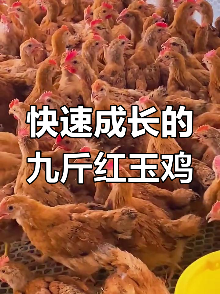红玉380大红公鸡苗,十只包送到家,快速长成九斤重
